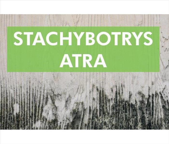 Wall with black mold with words that say STACHYBOTRYS CHARTARUM